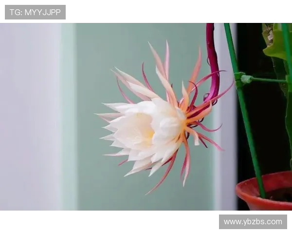 庄静而：静谧时光里的优雅绽放